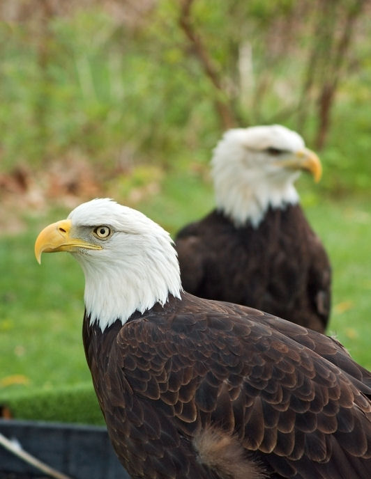 Chilkat Bald Eagle Preserve and Raft Adventure - Haines